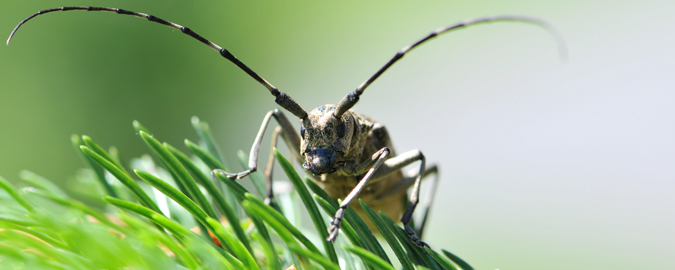 Oekobaum